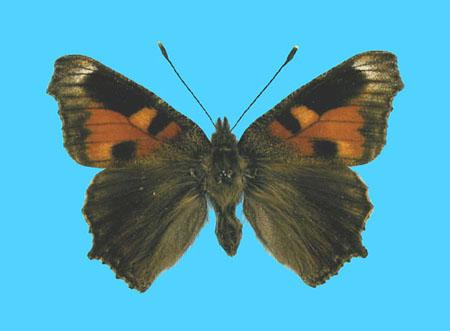 Aglias urticae ab. nigrita 9-1959 Knowle, UK (Internet Image property of respective owner, non-commercial use only)
